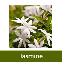 Jasmine flavour